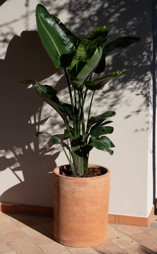 CILINDRO RIO RUVIDO TERRAKOTTARUUKKU, KORKEA