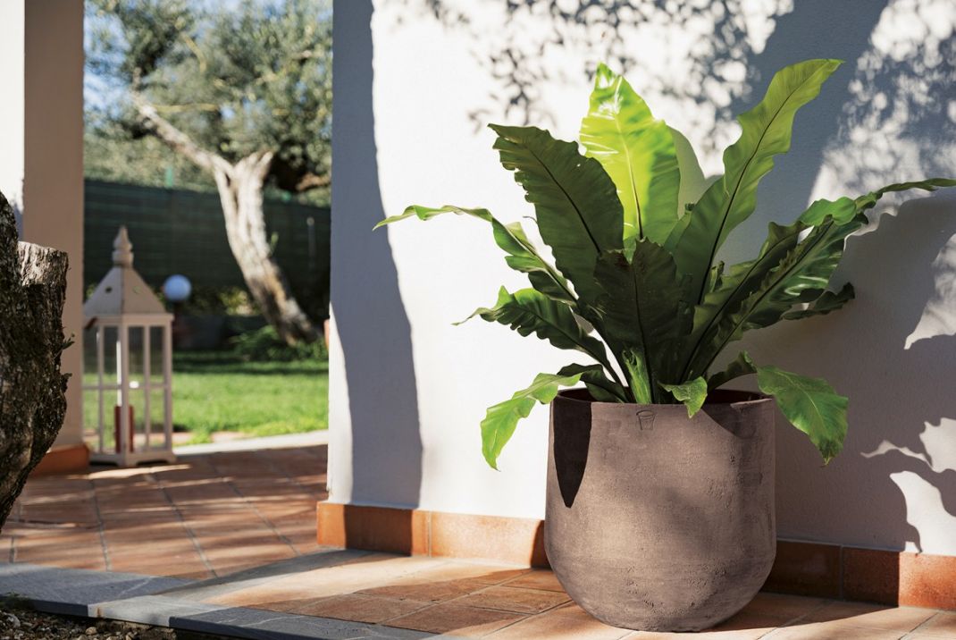 COHIBA RUVIDA COCOA TERRAKOTTARUUKKU, MATALA MALLI