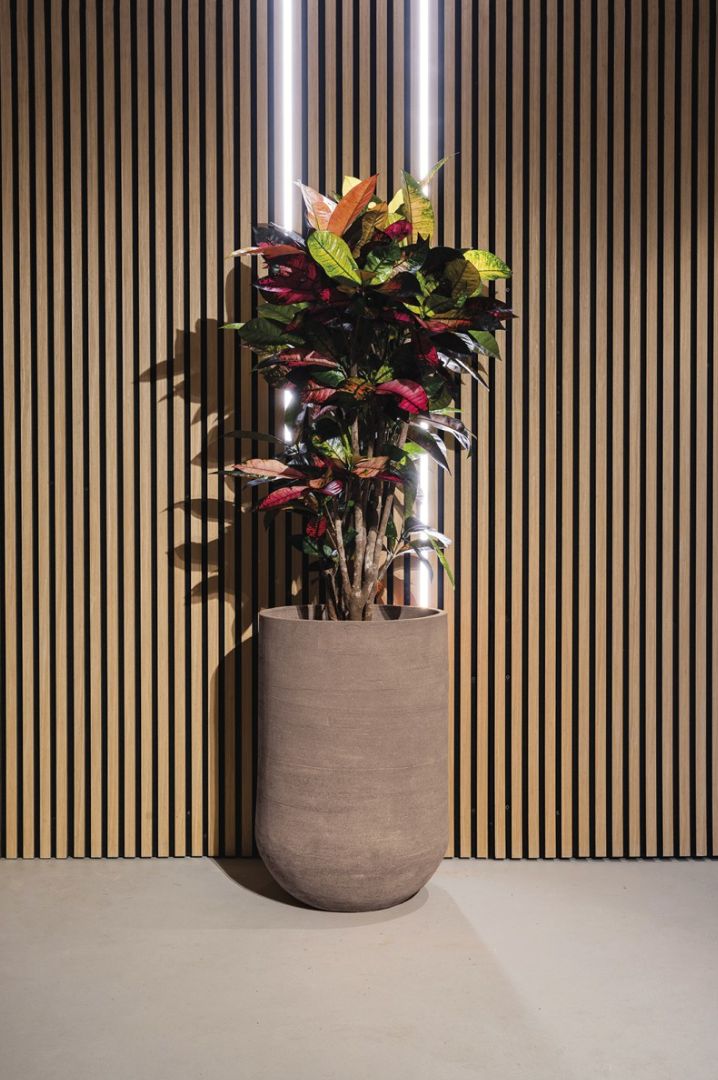 COHIBA RUVIDA COCOA TERRAKOTTARUUKKU, MATALA MALLI