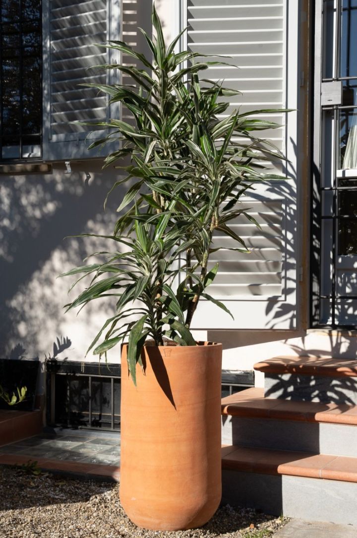 COHIBA TERRAKOTTARUUKKU, SILEÄ, KORKEA